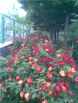 محوطه کتابخانه